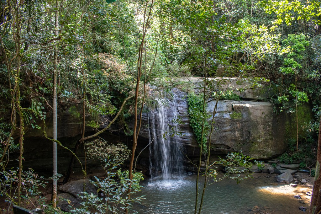 Discover the Beauty of Buderim&nbsp;Forest