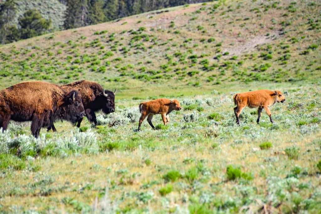 How to Spend 4 Amazing Days in Yellowstone National&nbsp;Park